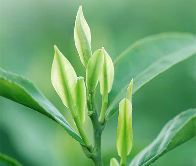 池州市贵池区安吉白茶专卖店，贵池区安吉白茶【价格、图片、地址、联系方式】