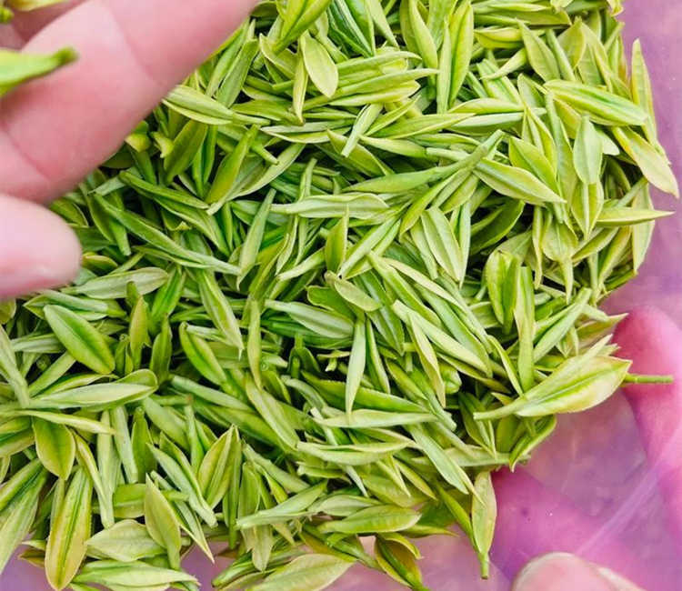 焦作解放区安吉白茶专卖店，解放安吉白茶【价格、图片、地址、联系方式】