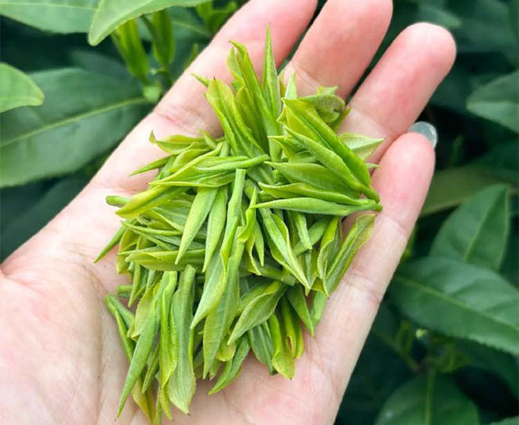 南阳邓州市安吉白茶专卖店，邓州安吉白茶【价格、图片、地址、联系方式】