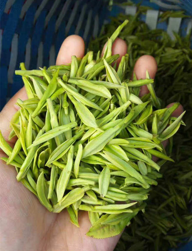 安吉白茶图片，浙江湖州安吉白茶图片大全