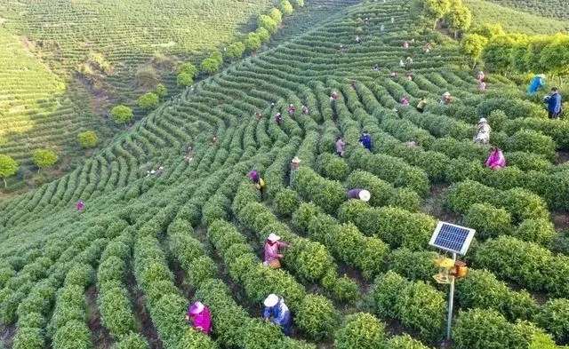 湖北咸丰白茶：茶韵飘香，融合发展的魅力之地