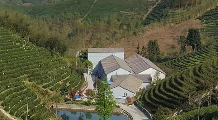 安吉县张家山茶叶专业合作社，昆铜乡安吉白茶品牌企业