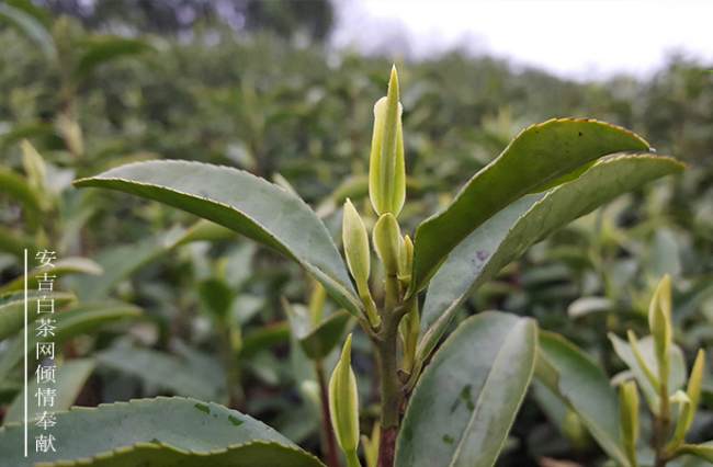安吉柏茗茶场，吟诗牌安吉白茶品牌介绍