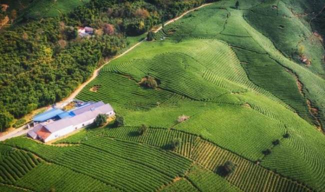 安吉县霞枫茶场，吕茗白茶安吉白茶协会成员