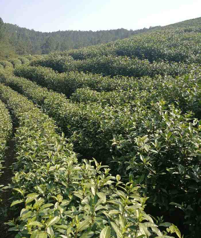 安吉笔架山茶场，黄国平，安吉白茶品牌企业