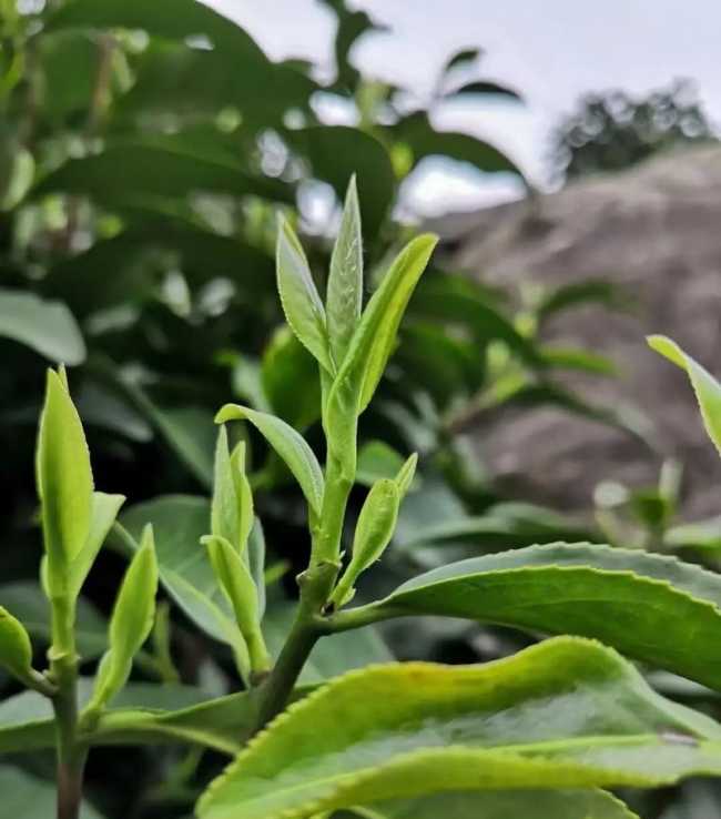 安徽名优特产岳西翠兰，岳西翠兰茶图片介绍