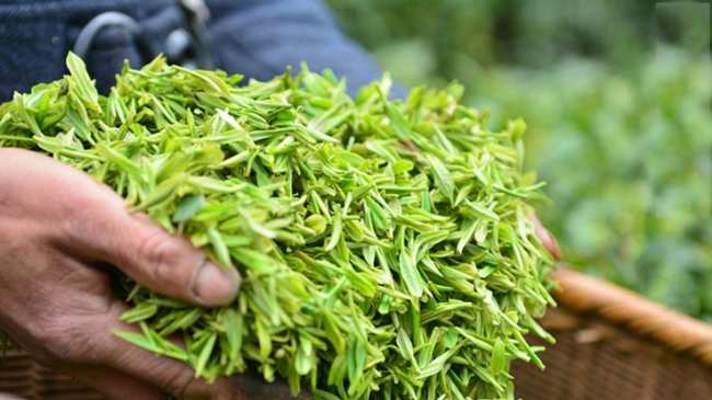 陕西富硒紫阳毛尖茶怎么样，紫阳毛尖茶图片介绍