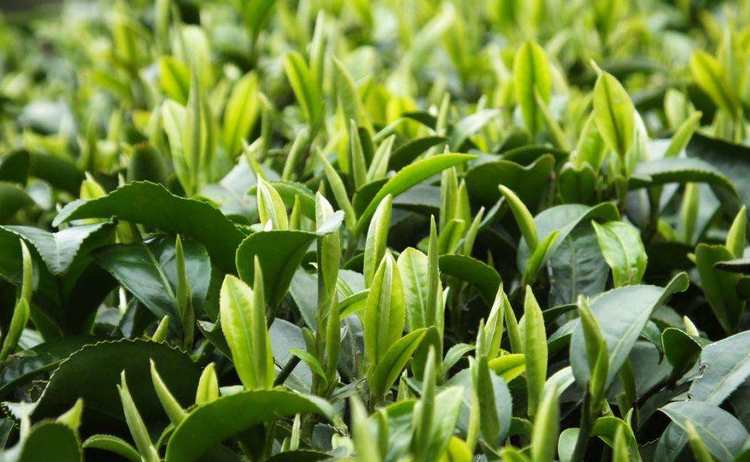 紫阳毛尖茶属于什么茶，陕西富硒紫阳毛尖茶简介