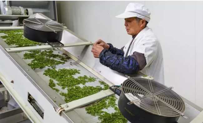 绍兴日铸雪芽茶怎么样，日铸雪芽茶图片介绍