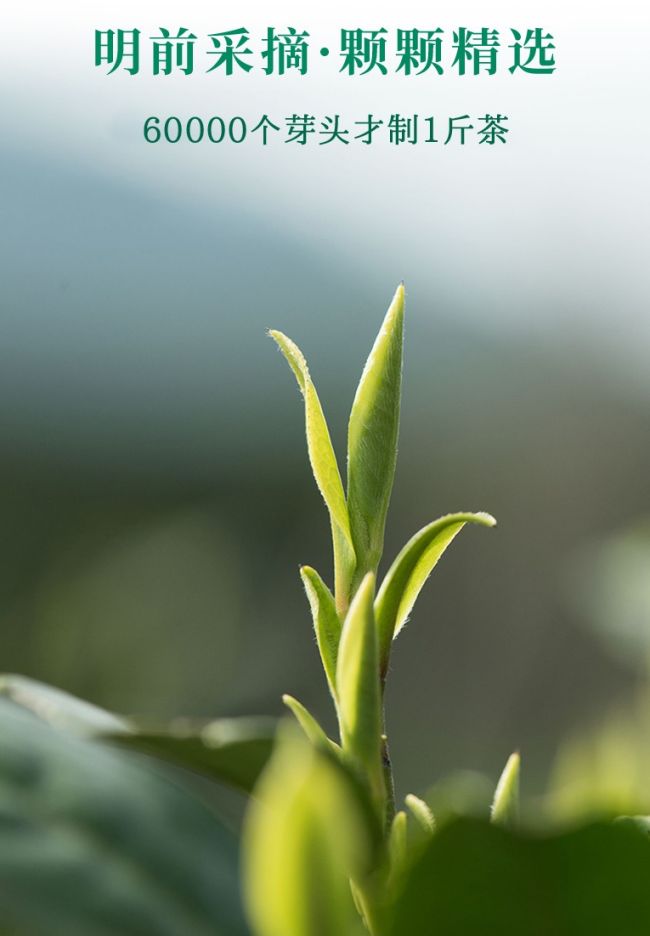 安化松针茶冲泡方法步骤，安化松针怎么泡好喝