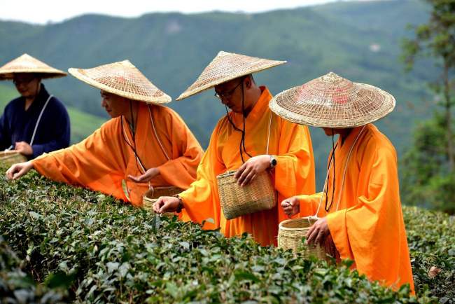 普陀佛茶品牌有哪些，正宗普陀佛茶价格多少钱一斤