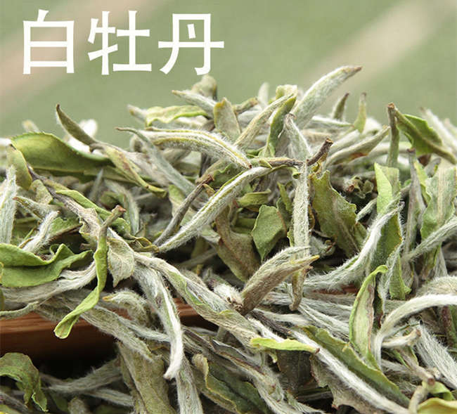 福鼎白茶与安吉白茶有什么区别，福鼎白茶的功效与作用有哪些