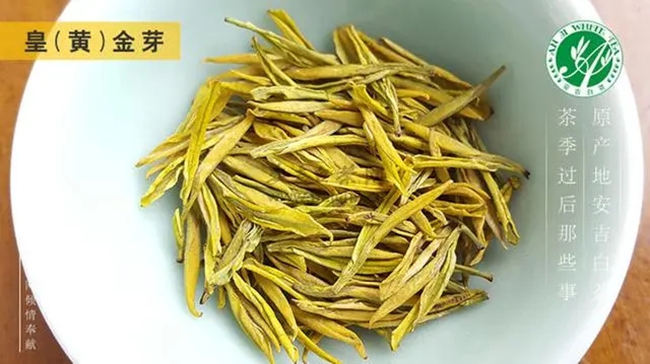 安吉白茶、安吉奶白皇金芽、黄金芽、黄金叶怎么区别