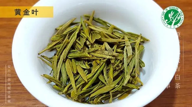 安吉白茶、安吉奶白皇金芽、黄金芽、黄金叶怎么区别