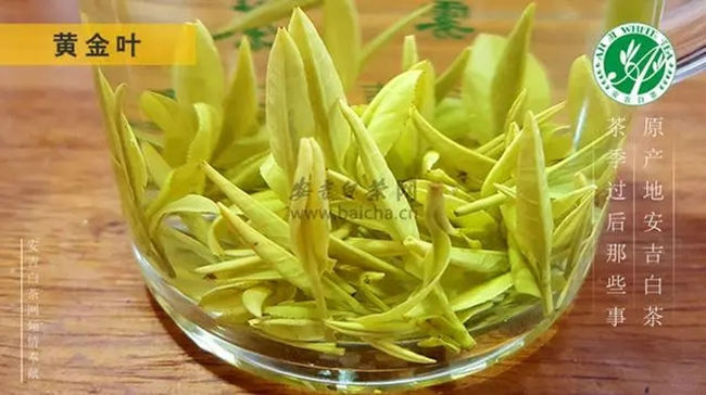 安吉白茶、安吉奶白皇金芽、黄金芽、黄金叶怎么区别