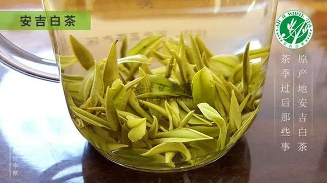 安吉白茶、安吉奶白皇金芽、黄金芽、黄金叶怎么区别