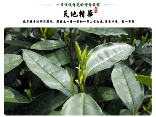 安徽鸦山茶怎么样，瑞草魁茶图片大全简介