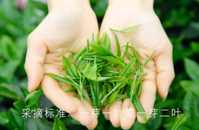 四川雅安峨眉毛峰茶怎么样，峨眉毛峰茶图片介绍