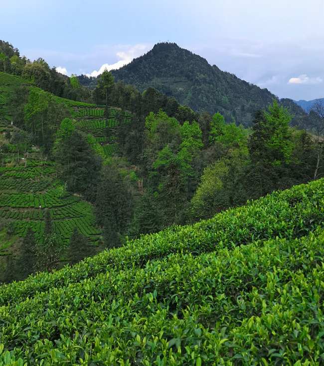 四川雅安峨眉毛峰茶怎么样，峨眉毛峰茶图片介绍