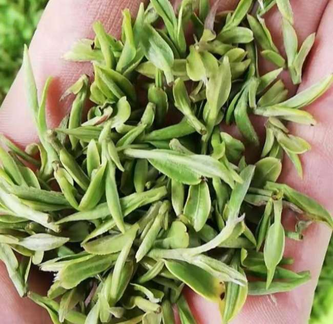 江西九龙茶怎么样，安远九龙茶图片介绍