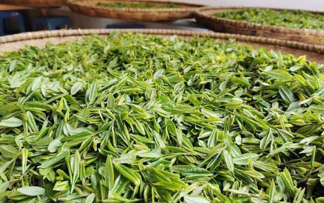 九龙茶储存技巧，九龙茶的保存方法有哪些