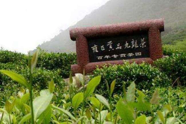 九龙茶的功效与作用有哪些，九龙茶喝茶禁忌