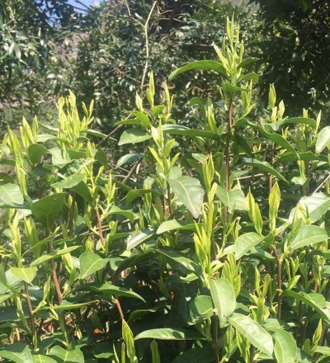 雁荡毛峰茶怎么样，乐清雁荡毛峰图片介绍