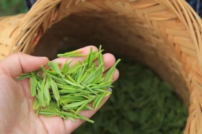 天尊贡芽茶怎么样，桐庐天尊贡芽茶图片简介