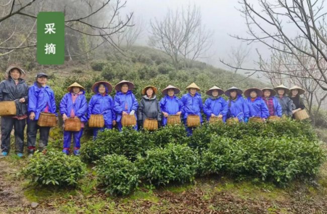 敬亭绿雪茶生长环境怎么样，宣城敬亭绿雪茶核心产区在哪里