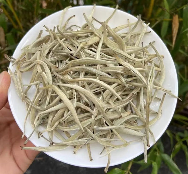 福鼎白茶、安吉白茶、云南月光白的区别有哪些，白茶是什么茶