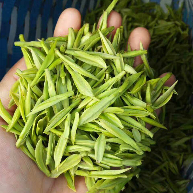 浙江安吉白茶的口感香味特点介绍，安吉白茶味道怎么样