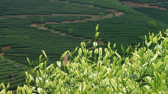 原产地安吉白茶品牌有哪些，浙江安吉白茶主要产区分布