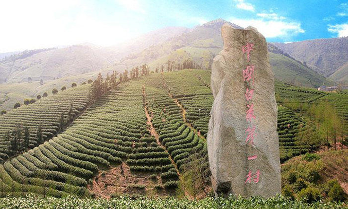 正宗安吉白茶青叶批发地址，安吉白茶干茶中国茶城交易地址