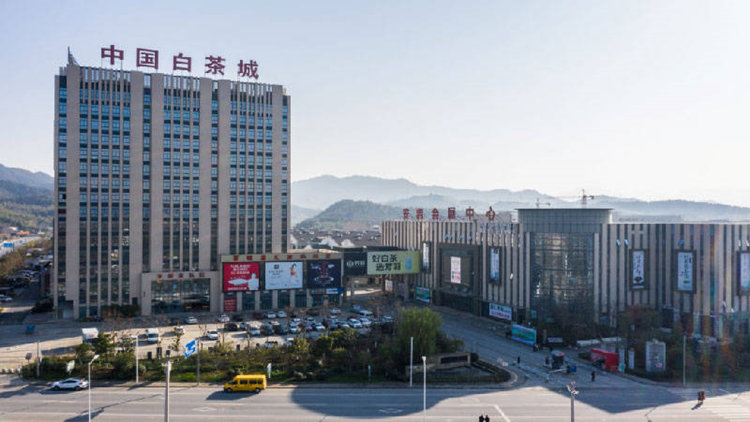 正宗安吉白茶青叶批发地址，安吉白茶干茶中国茶城交易地址