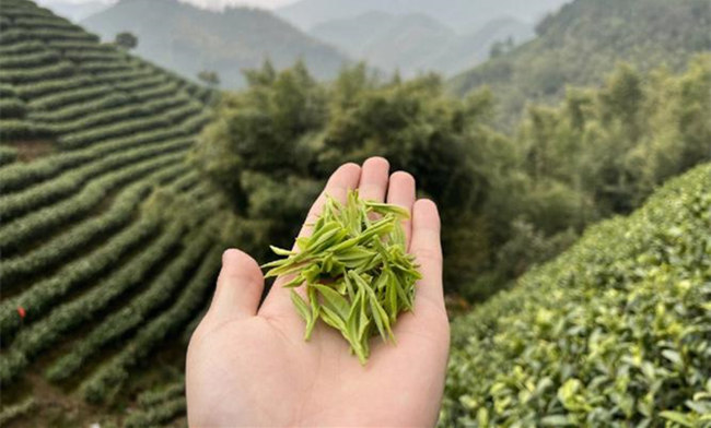 2026年安吉白茶新茶采摘上市时间表，今年安吉白茶什么时候采摘