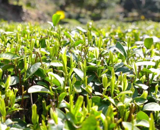 老竹大方茶生成环境怎么样，老竹大方茶核心产区在哪里