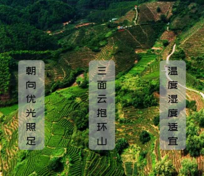 桂平特产西山茶怎么样，广西桂平西山茶图片简介