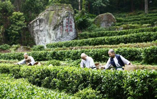 西山茶的冲泡方法步骤，桂平西山茶冲泡注意事项