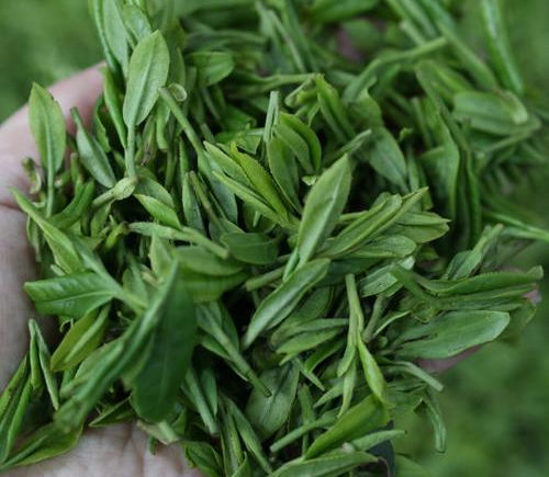 恩施玉露茶的功效与作用有哪些，恩施玉露茶营养价值