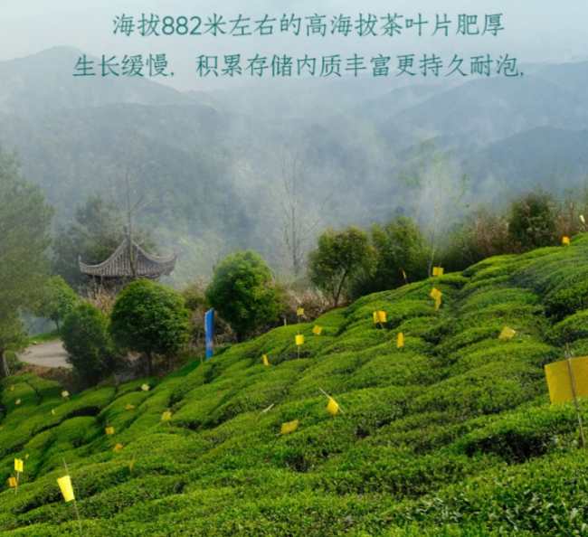 休宁特产松萝茶怎么样，松萝茶图片简介