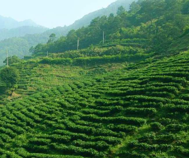 永川秀芽茶生长环境怎么样，绿茶永川秀芽茶核心产区在哪里
