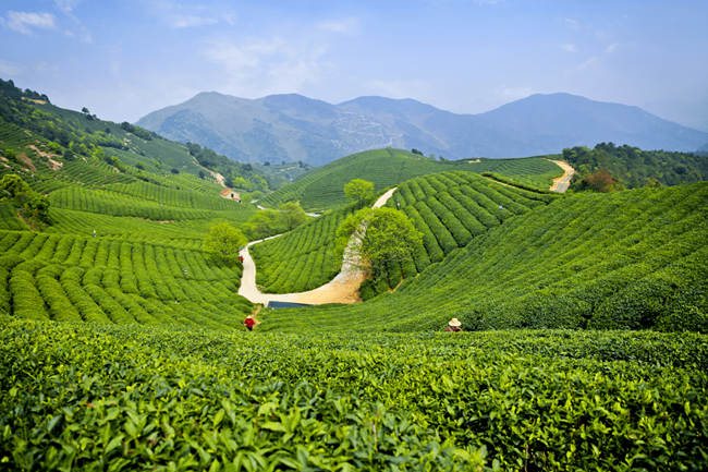 杭州径山茶怎么样，余杭特产径山茶图片介绍