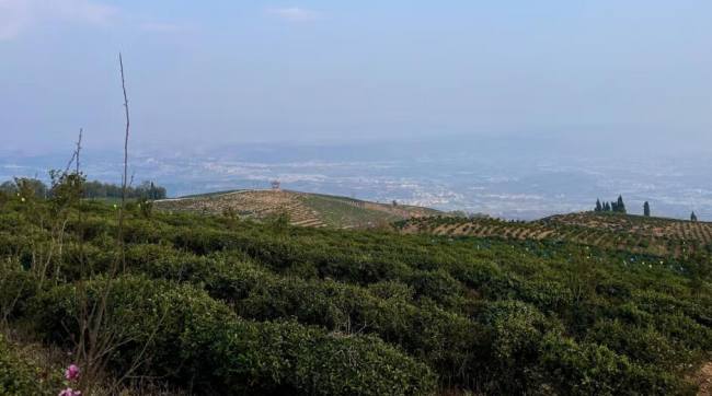 昆明宝洪茶怎么样，云南特产宝洪茶图片介绍