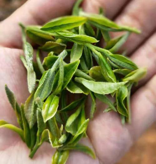 宝洪茶的功效与作用有哪些，宝洪茶的营养价值