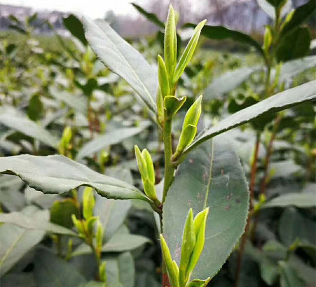 汉中午子仙毫茶怎么样，陕西午子仙毫茶图片简介