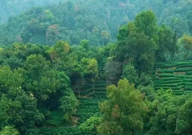 汉中午子仙毫茶怎么样，陕西午子仙毫茶图片简介