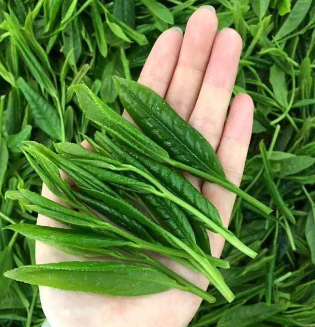 黄山特产太平猴魁怎么样，安徽太平猴魁茶图片简介