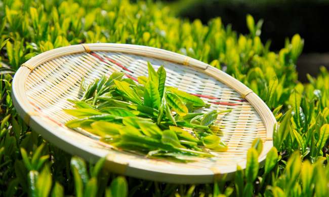 黄山毛峰生成环境怎么样，黄山毛峰茶核心产区介绍