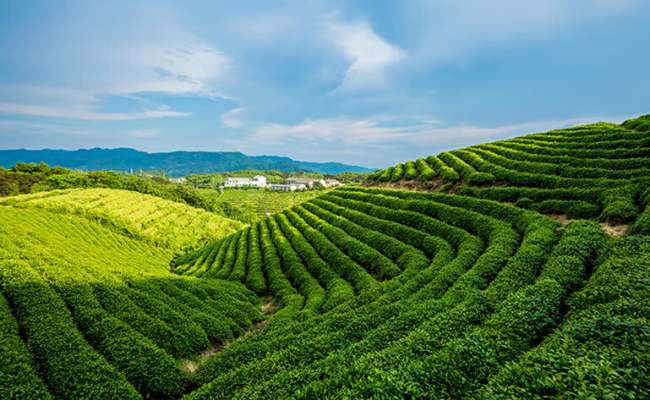 贵州茗茶都匀毛尖茶怎么样，黔南都匀毛尖茶图片简介