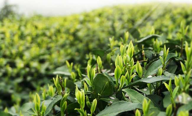浙江龙顶茶怎么样，开化龙顶茶图片简介